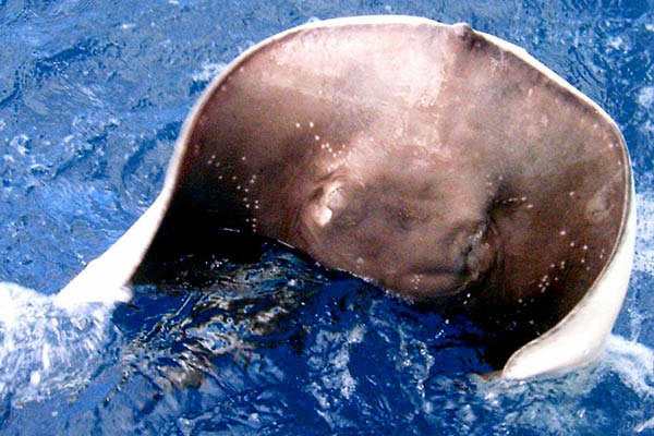 Black Stingray