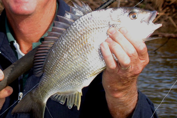 Black Bream