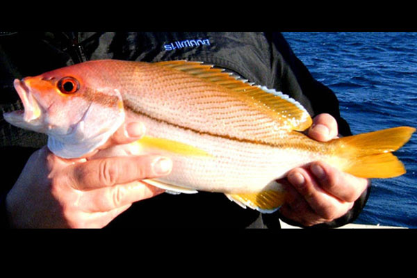 Brownstripe Snapper or Seaperch