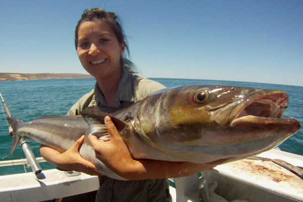 Cobia