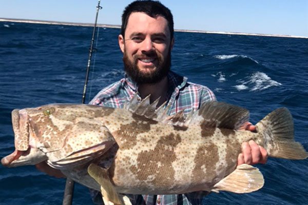 Estuary Cod