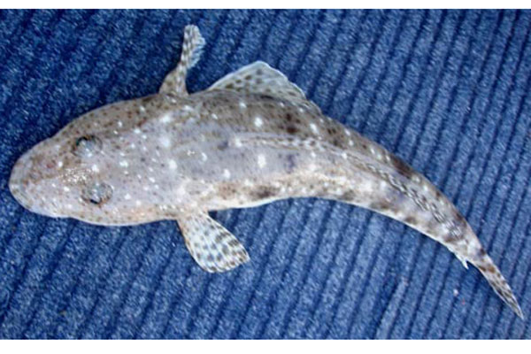 Flathead