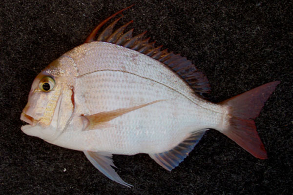 Long Spined Snapper