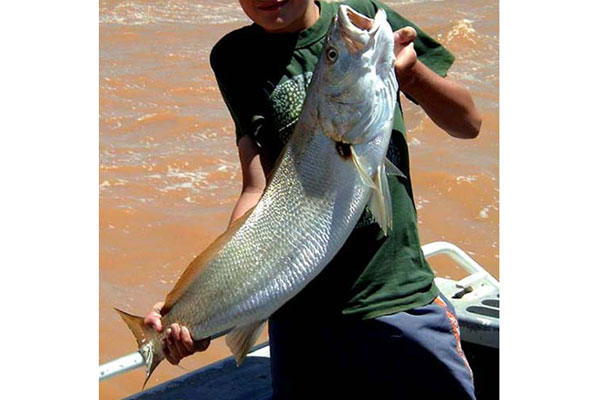 Mulloway
