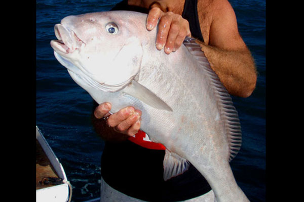 Painted Sweetlips or Sand Snapper