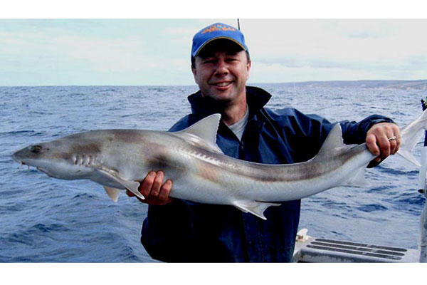 Whiskery Shark