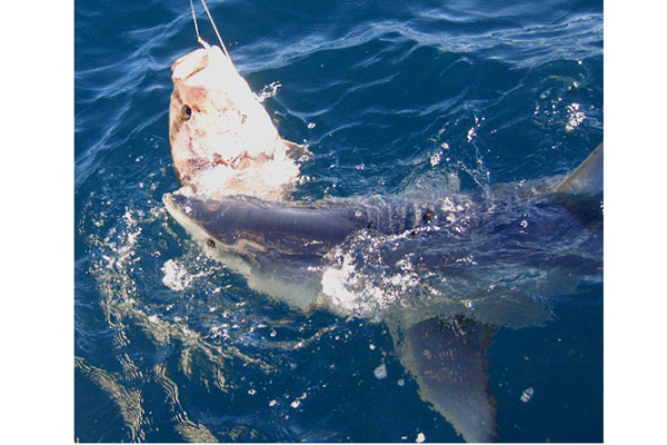 Shortfin Mako Shark