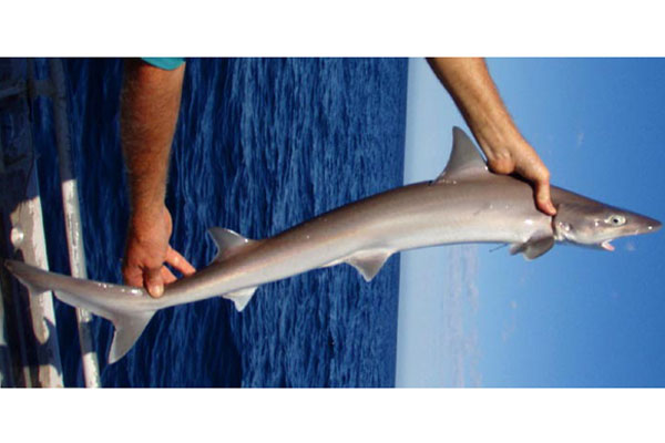 Pencil Shark