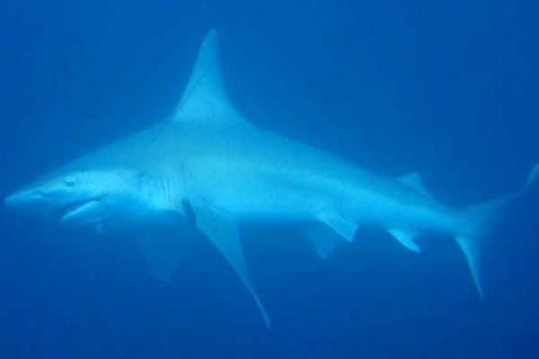 Whaler Shark