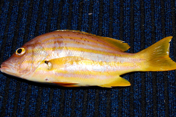 Stripey Snapper or Seaperch