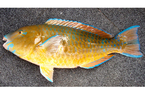Blackvein Parrotfish