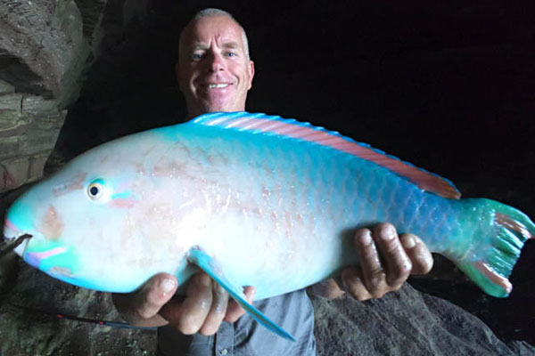 Blackvein Parrotfish - Male