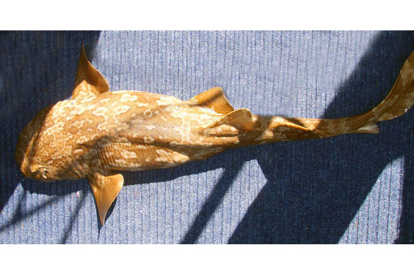 Banded Wobbegong